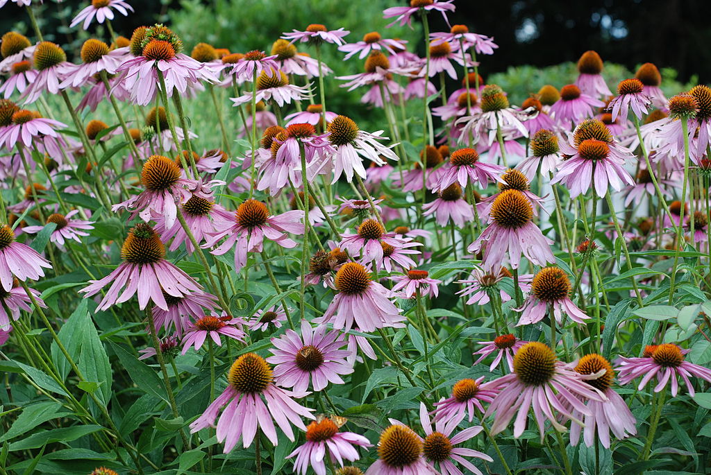 Echinacea Chrysanthemum Herb Seeds – Heirloom, Non-GMO Seeds for Compact Garden Growth