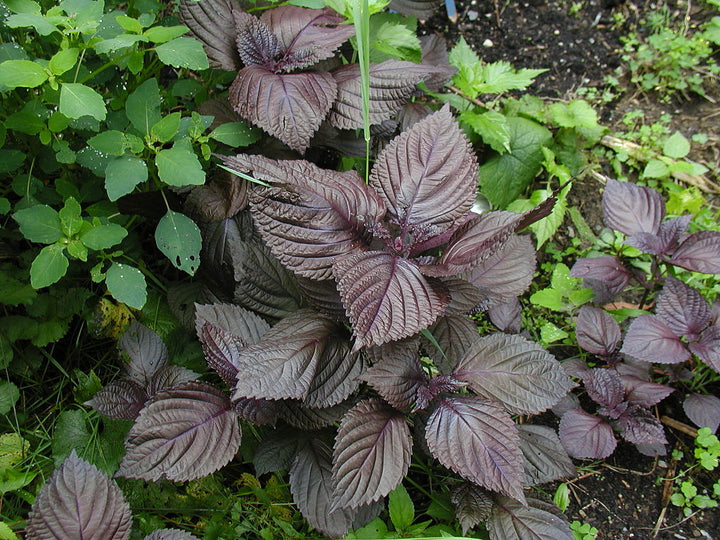Purple Perilla Mint Seeds – Heirloom Non-GMO Aromatic Herbal Garden Seeds for Planting