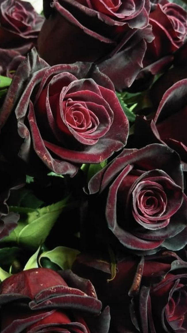 Gray Red Rare Rose Flower Seeds for Planting – Heirloom, Non-GMO, High Germination Organic Garden Seeds