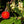 Arbutus Unedo Strawberry Tree seeds – Heirloom, Non-GMO Evergreen Fruit Tree Seeds for Planting