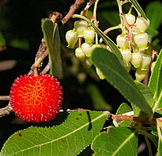 Arbutus Unedo Strawberry Tree seeds – Heirloom, Non-GMO Evergreen Fruit Tree Seeds for Planting