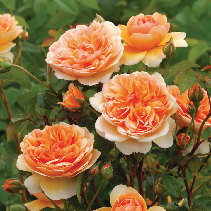Double Petal English Rose Seeds for Planting Light Orange – Heirloom, Non-GMO, High Germination Organic Garden Seeds