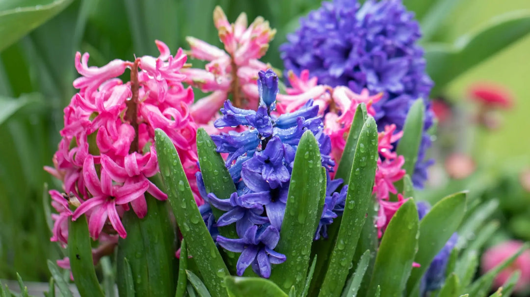 Hyacinthus Orientalis Flower Seeds for Planting | Heirloom Non-GMO Organic Garden Seeds