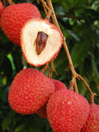 Hak Ip Lychee fruit seeds for planting - Heirloom & Non-GMO Garden seeds, sweet lychee trees for backyard orchards