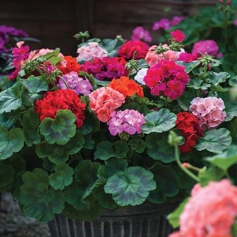 Multi-Color Geranium Flower Seeds for Planting – Heirloom, Non-GMO, High Germination Garden Favorite
