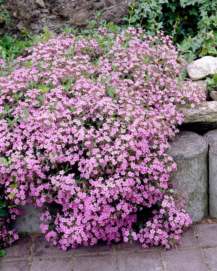 Pink White Rock Cress Flower Seeds for Planting – Heirloom, Non-GMO, Bright Blooms, High Germination