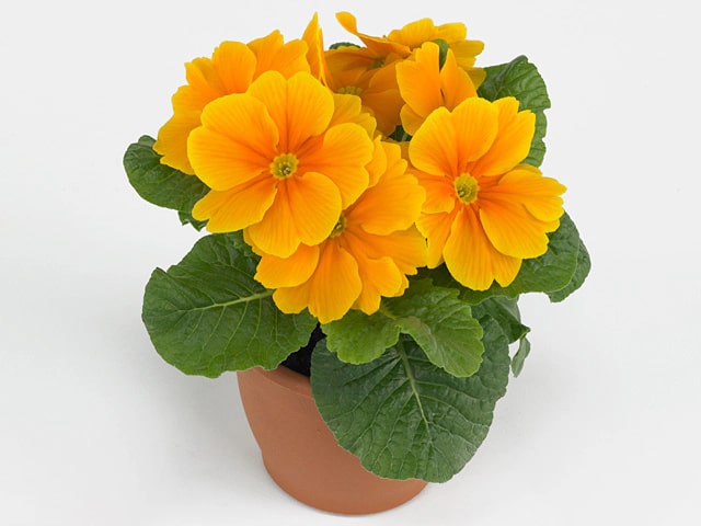 Light Orange Primula Flower Seeds for Planting – Heirloom, Non-GMO, High Germination, Organic Garden Seeds