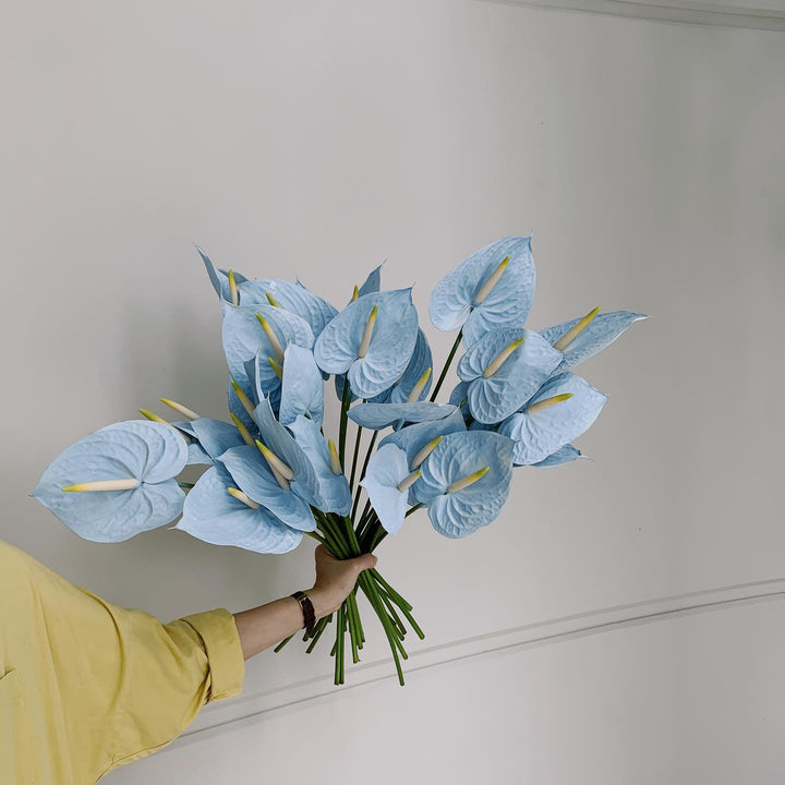 Sky Blue Anthurium Flower seeds for Planting – Cut Flower Favorite, Heirloom & Non-GMO Seeds