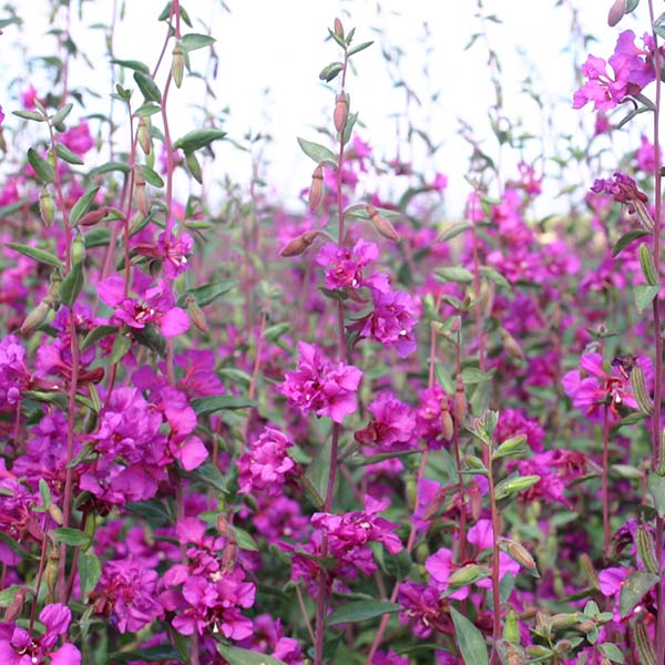 Purple Elegant Clarkia Flower Seeds for Planting – Heirloom Non-GMO, High Germination Organic Garden Seeds