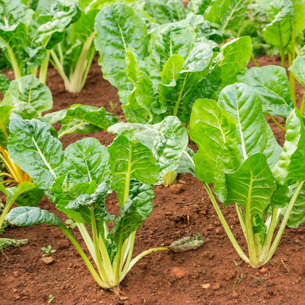 Green Swiss Chard Seeds for Planting – Heirloom Non-GMO Leafy Vegetable Seeds with High Germination for Organic Garden Growing