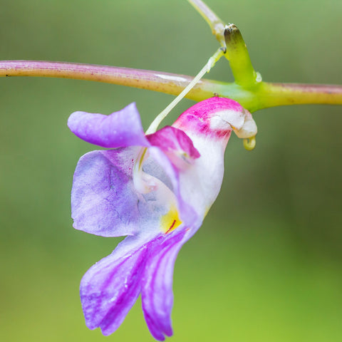 Flower Seeds, Seeds,Seeds For Planting,Plant Seeds