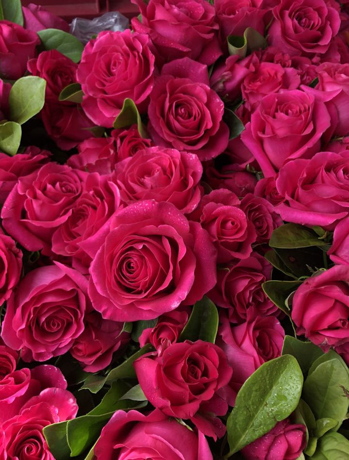 Dark Pink Rose Flower Seeds for Planting – Wildflower Mix, Heirloom, Non-GMO, High Germination Organic Garden Seeds