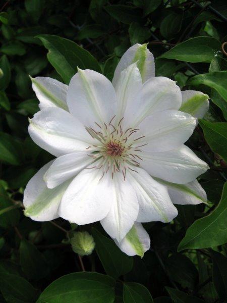 White Clematis Flower Seeds for Planting – Compact Growth Heirloom Non-GMO, High Germination Organic Garden Seeds