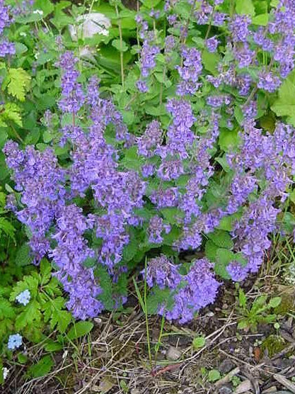 Persian Catmint Nepeta Mussinii Herb Seeds for Planting – Heirloom, Non-GMO, Organic Garden Seeds with High Germination