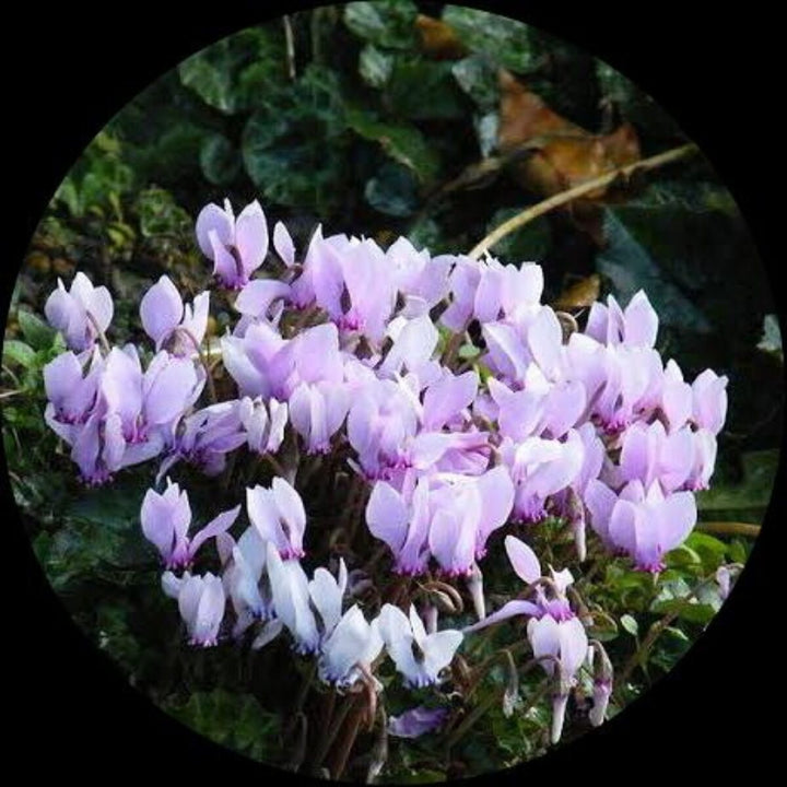 Flower Seeds, Seeds,Seeds For Planting,Plant Seeds