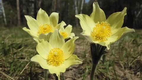 Yellow Anemone Pulsatilla Flower Seeds for Planting – Premium Quality, Heirloom & Non-GMO Home Garden