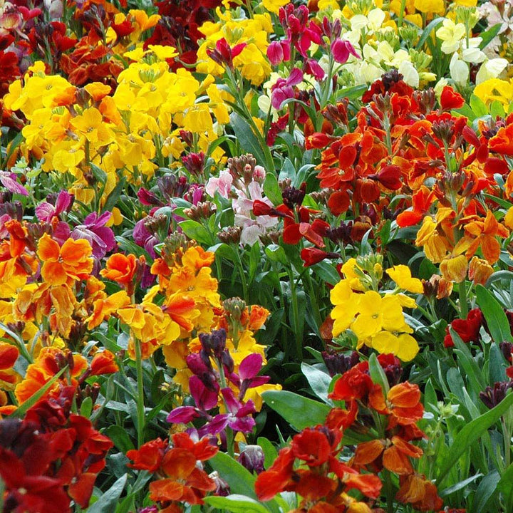 Flower Seeds, Seeds,Seeds For Planting,Plant Seeds
