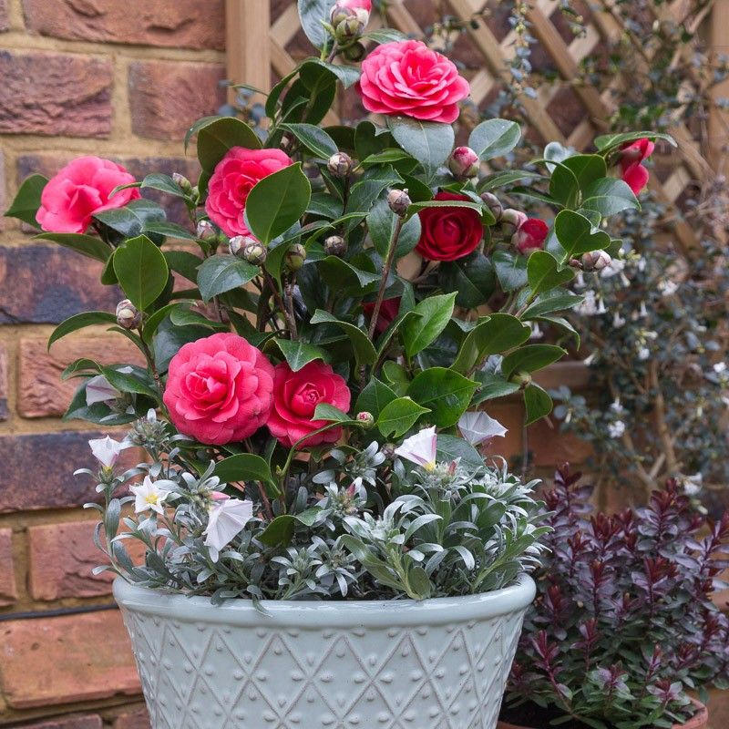 Dark Pink Camellia Flower Seeds for Planting – Heirloom Non-GMO High Germination Organic Garden Seeds