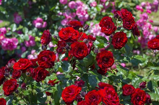 Gray Red Rose Flower Seeds for Planting – Heirloom Non-GMO High Germination Organic Garden Seeds