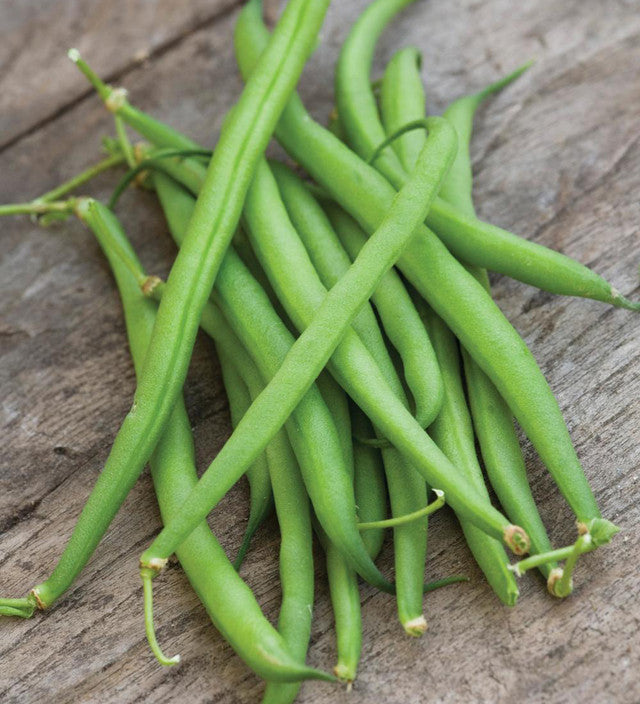 Green French Bean Slenderette Seeds – Heirloom Non-GMO Tender Bush Vegetable Seeds for Planting