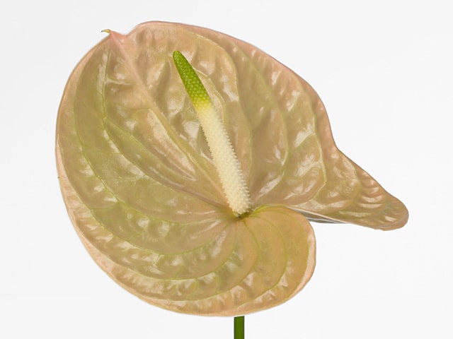 Gold Yellow Anthurium Flower Seeds for Planting – Heirloom, Non-GMO, High Germination Garden Seeds