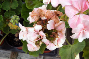 White Brown Pelargonium Flower Seeds for Planting – Heirloom Non-GMO Organic Garden Seeds – Border Blooms, High Germination
