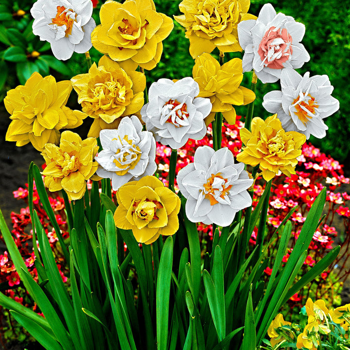 Mixed Colour Double Petal Pink Daffodil Seeds for Planting – Heirloom, Non-GMO, High Germination