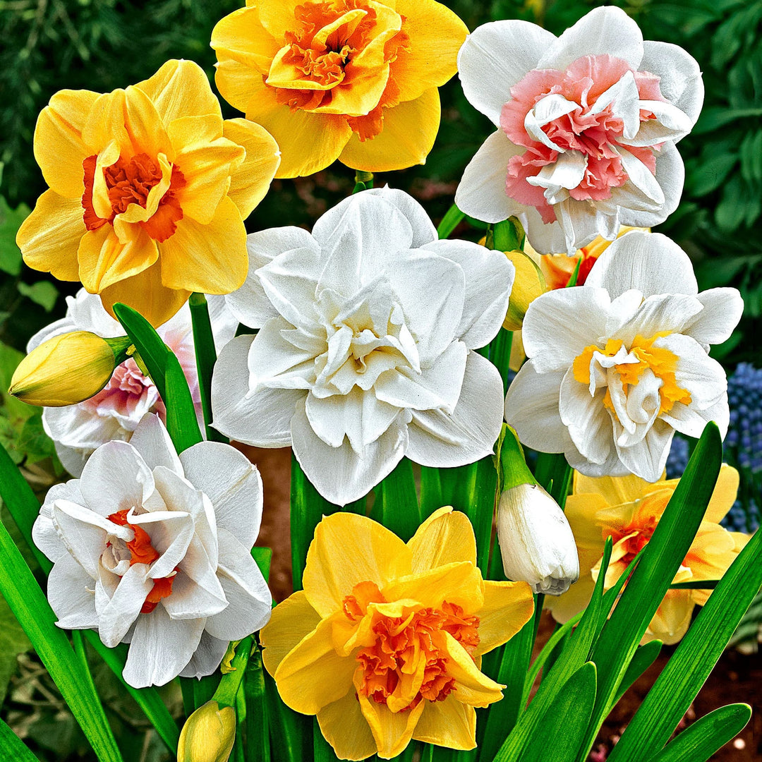 Mixed Narcissus Flower Seeds for Planting – Heirloom Non-GMO High Germination Organic Garden Seeds