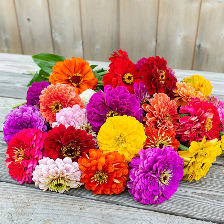 Zinnia Benary Giant Flower Seeds for Planting – Heirloom, Non-GMO, High Germination, Organic Garden Seeds