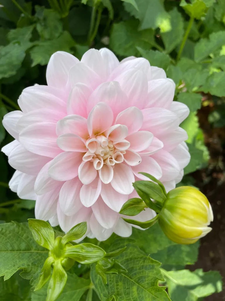 Baby Pink Dahlia Flower Seeds for Planting – Heirloom Non-GMO | High Germination Organic Garden Seeds
