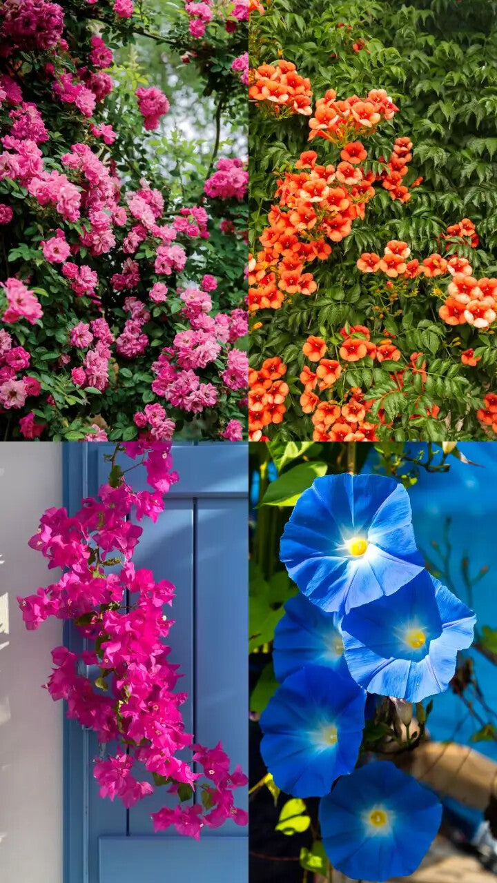 Climbing Flower Seeds for Planting – Heirloom Non-GMO, High Germination Organic Garden Seeds