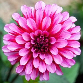 Ruby Pink Dahlia Flower Seeds for Planting – Heirloom, Non-GMO, High Germination Organic Garden Seeds