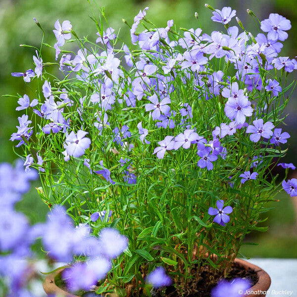 Blue Oculata Flower Seeds for Planting – Heirloom Non-GMO, High Germination Organic Garden Seeds