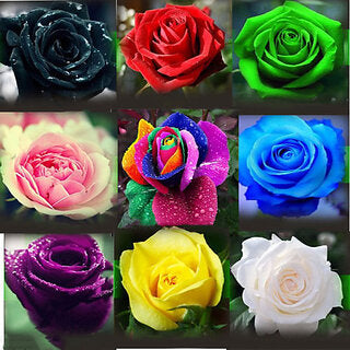 Rose Flower Seeds for Planting, Mixed – Drought Tolerant, Heirloom, Non-GMO, High Germination Organic Garden Seeds
