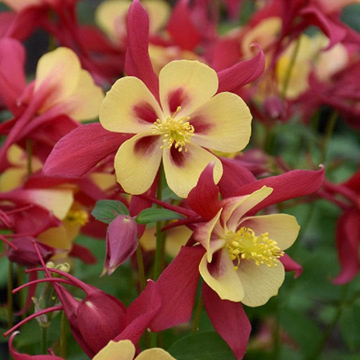 Yellow Red Aquilegia Flower Seeds for Planting – Heirloom Non-GMO High Germination Seeds