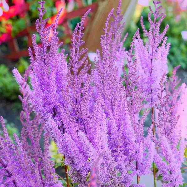 Purple Astilbe Perennial Flower Seeds for Planting – Heirloom, Non-GMO, Pollinator Friendly, High Germination
