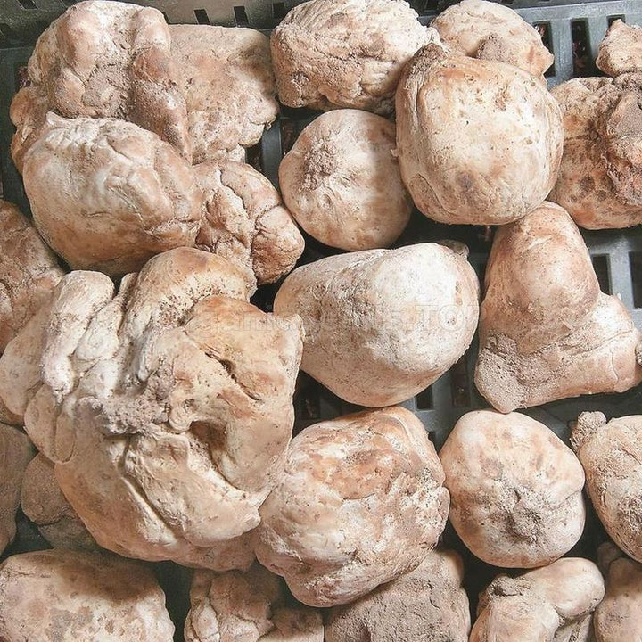 Tuber Magnatum Truffle Spores for Planting – Heirloom Non-GMO Rare Gourmet Mushroom Seeds with High Germination for Organic Gardens