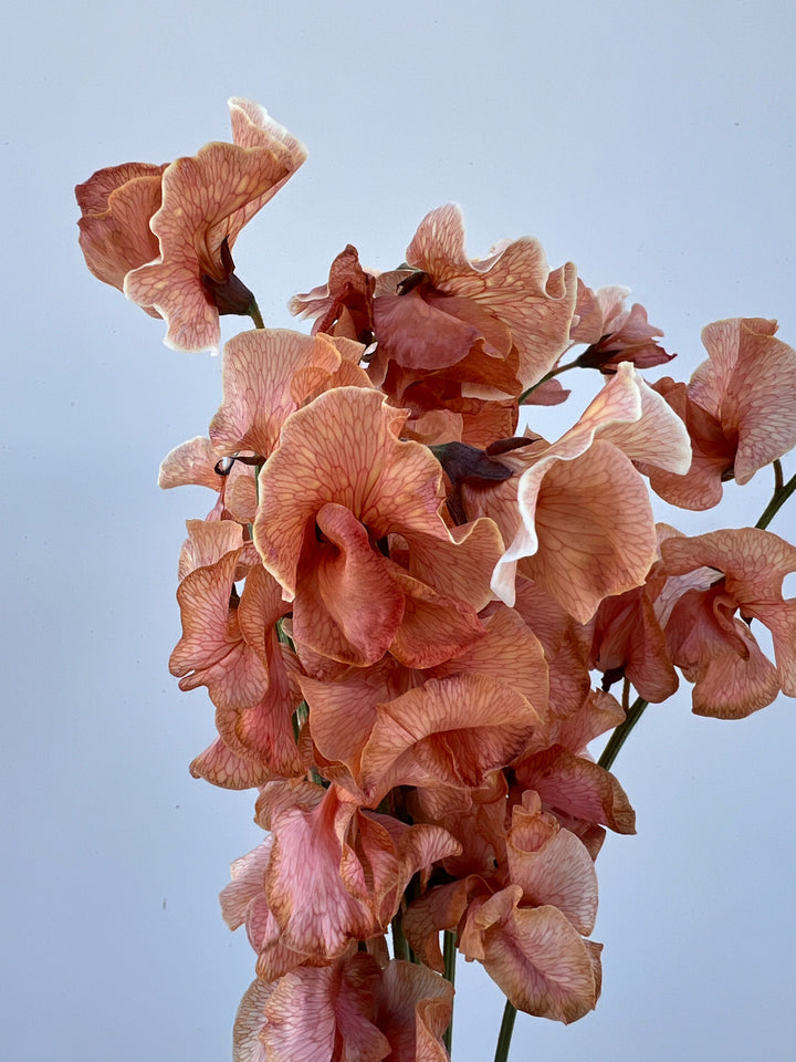 Brown Sweet Pea Flower Seeds – Seasonal Bloomer, Heirloom & Non-GMO Seeds for Home Garden Planting