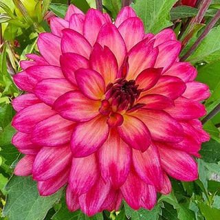 Pink Mix Two Color Dahlia Flower Seeds for Planting - Heirloom, Non-GMO, High Germination Seeds