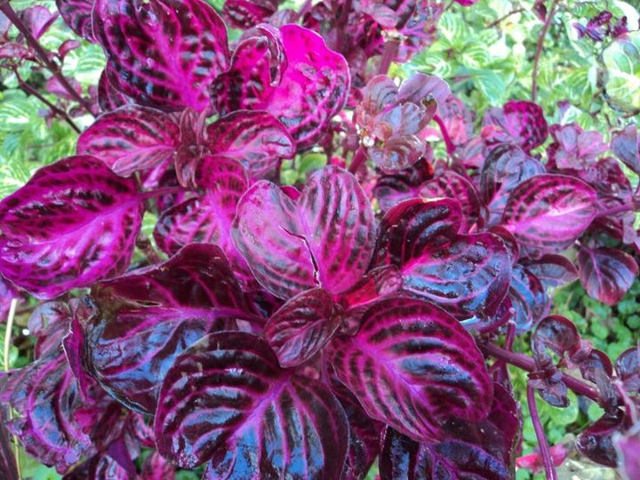 Purple Iresine Flower Seeds for Planting – Heirloom, Non-GMO, Drought Tolerant Organic Garden Seeds