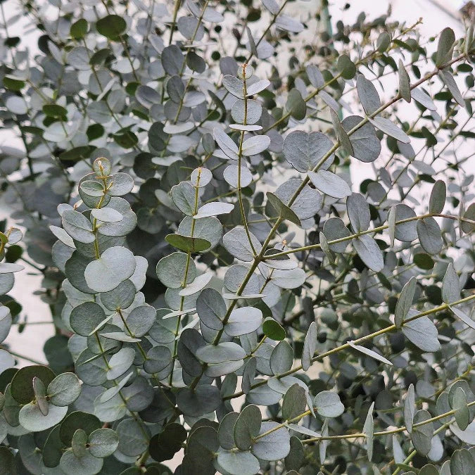 Sea Green Eucalyptus Herb Seeds for Planting – Heirloom, Non-GMO Container-Friendly Aromatic Garden Seeds
