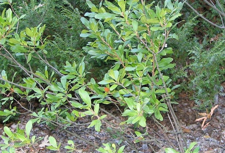 Green Myrica Pensylvanica Flower Seeds for Planting – Heirloom, Non-GMO, High Germination