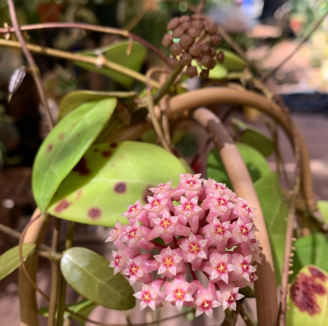 Pink Hoya Flower Seeds for Planting – Heirloom, Non-GMO, High Germination Organic Garden Seeds