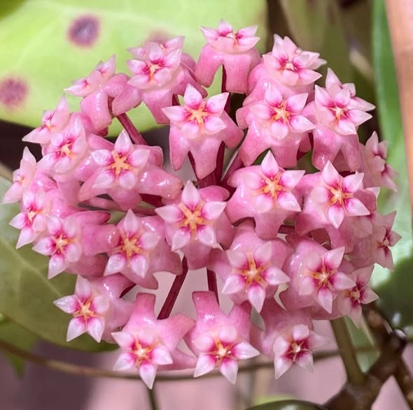 Pink Hoya Flower Seeds for Planting – Heirloom, Non-GMO, High Germination Organic Garden Seeds