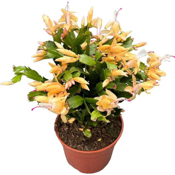 Yellow Schlumbergera Seeds for Planting – Heirloom, Non-GMO, Colorful Blooms – Organic Garden Seeds