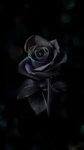 Flower Seeds, Seeds,Seeds For Planting,Plant Seeds