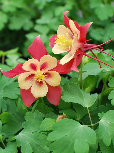 Red Yellow Aquilegia Flower Seeds for Planting – Heirloom Non-GMO, High Germination Organic Garden Seeds
