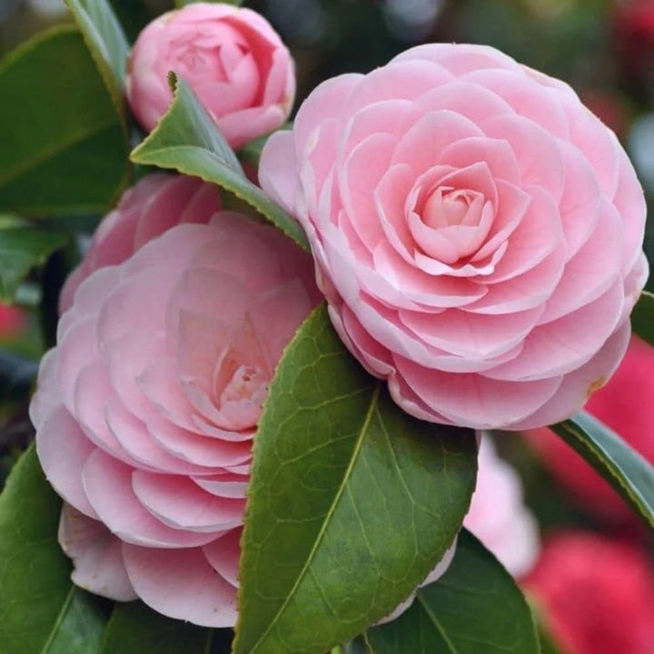 Camellia Pink White Flower Seeds for Planting – Heirloom, Non-GMO, High Germination Organic Garden Seeds