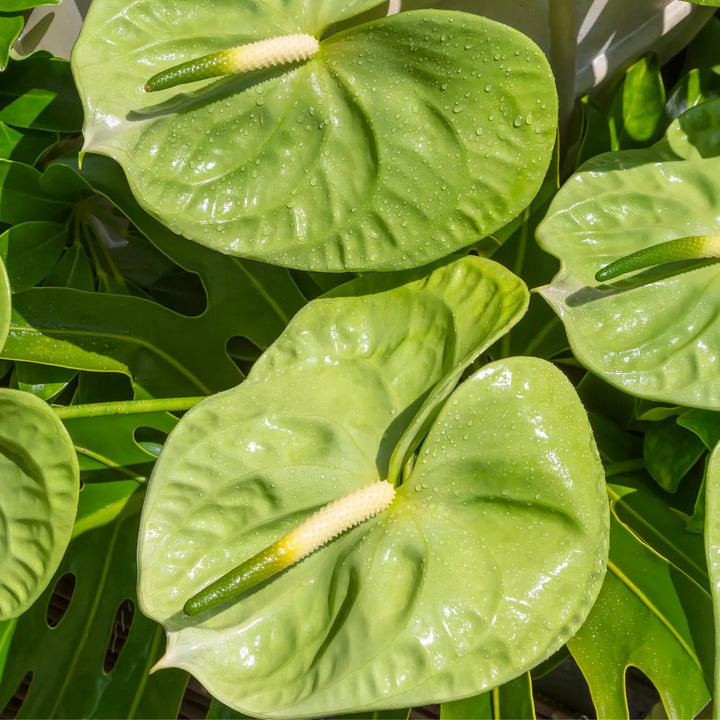 Green Anthurium Linden Flower Seeds for Planting – Heirloom Non-GMO High Germination Seeds