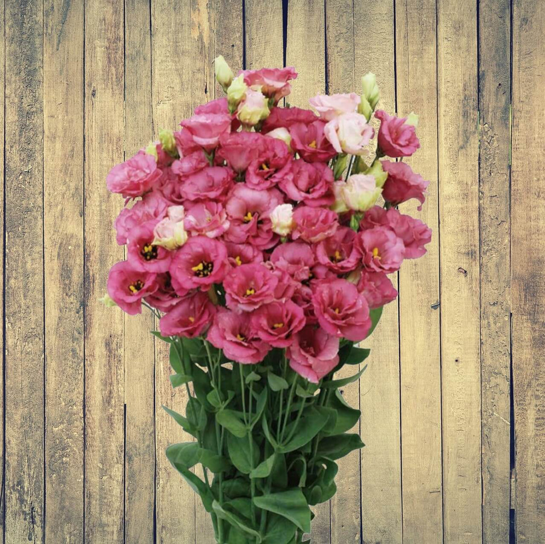 Flower Seeds, Seeds,Seeds For Planting,Plant Seeds